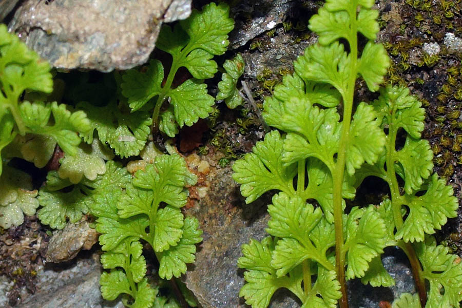 Anogramma leptophylla / Felcetta annuale